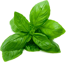 Leaves Shape